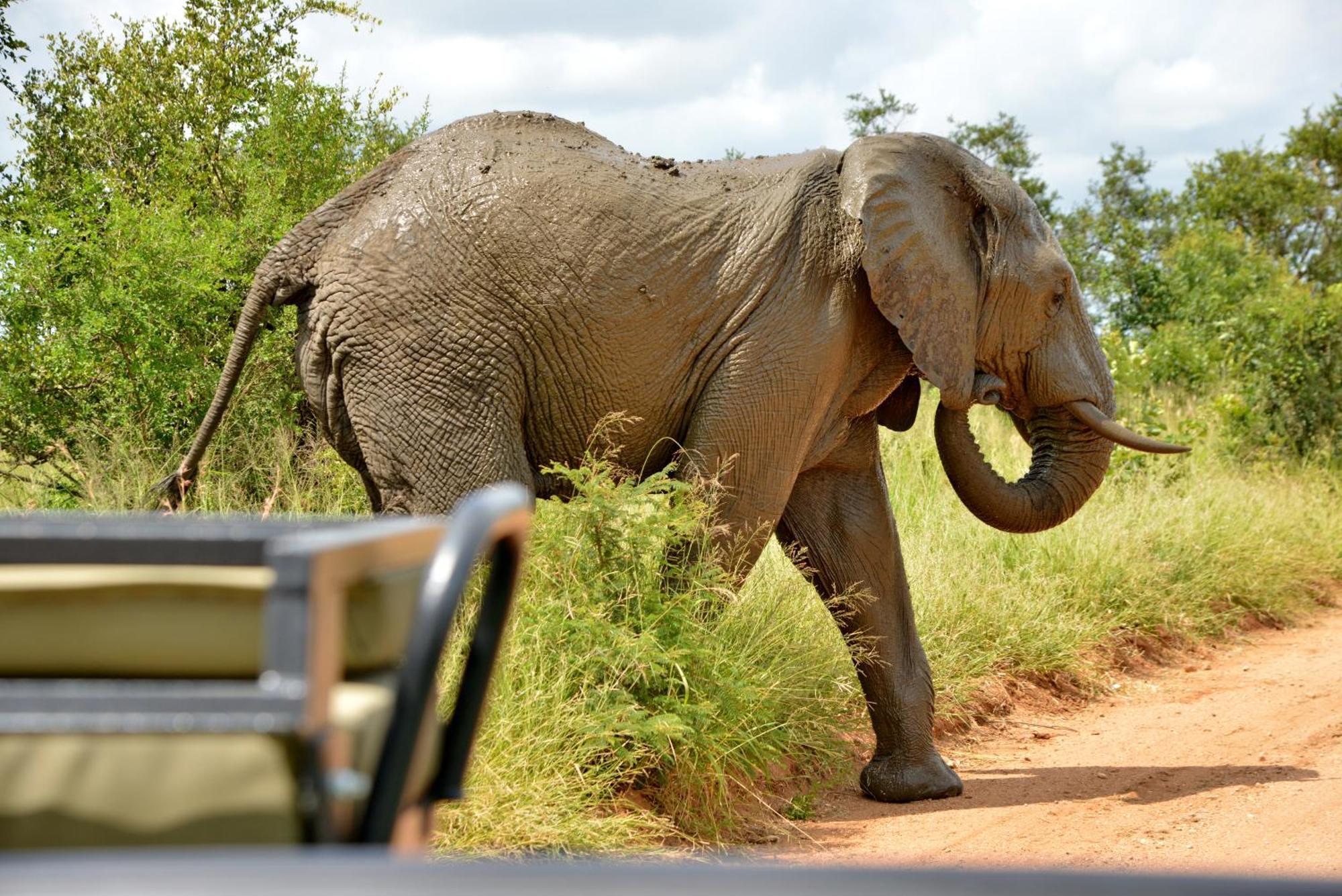Kruger Safari Lodge マンイェレティ・ゲーム・リザーブ エクステリア 写真